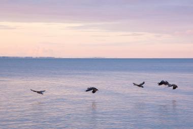 Birds flying over Lake Winnipeg